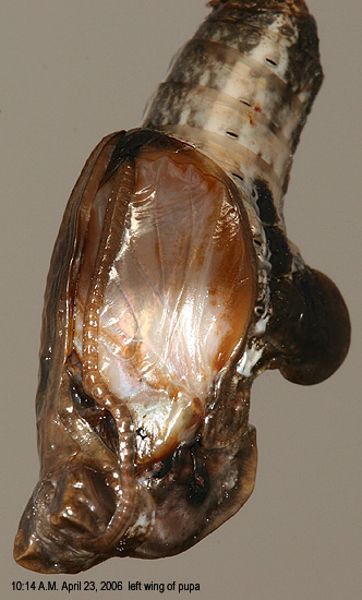 left wing of pupa
