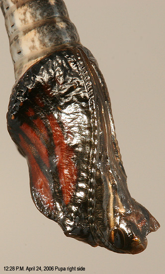 Pupa from right side