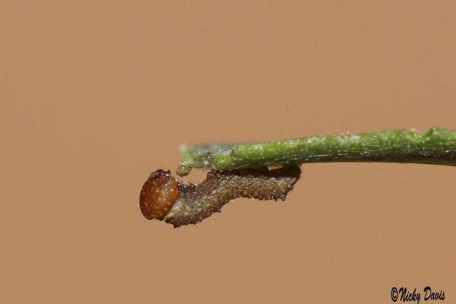 1st
                      instar
