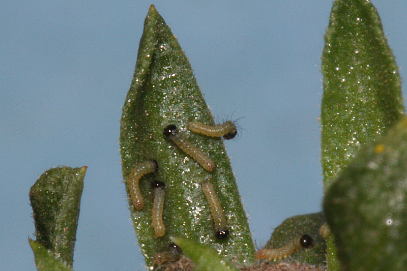 larvae 1st instars