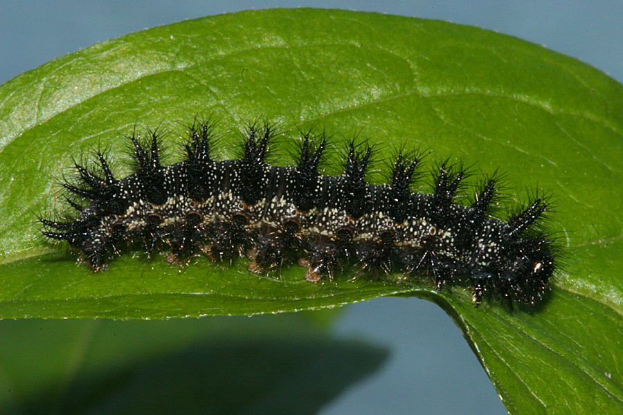5th instar, lateral view