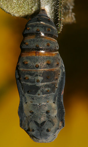 pupa one hour 9 minutes before adult emerged
