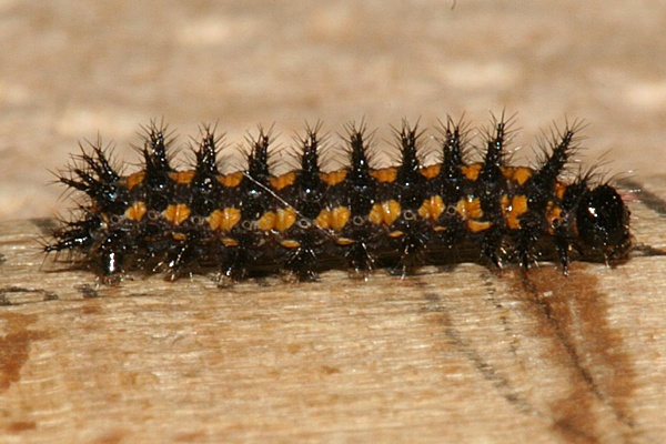 3/8 inch long #5 larva on 26 April 2010