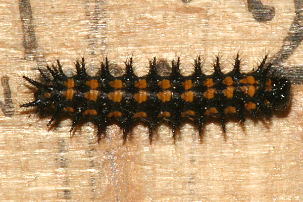 #5  3/8" long larva on 26 April 2010
