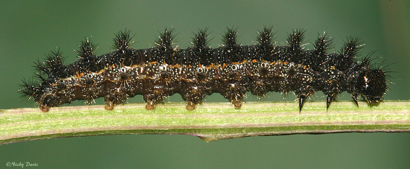 5th instar - lateral