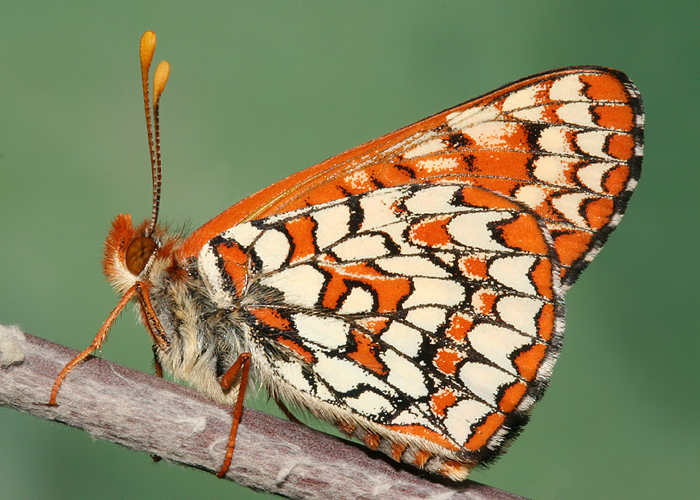 adult drying wings after emerging