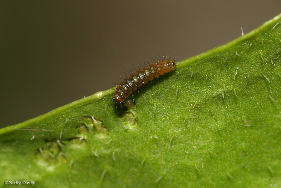 1st instar