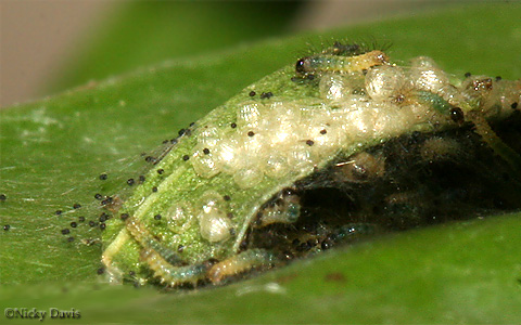 larva at one day after eclosure