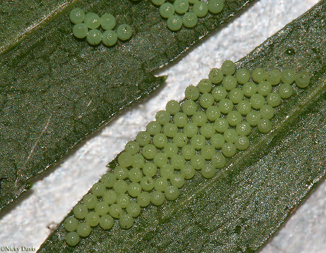 cluster of P. pulchella cammilus ovum