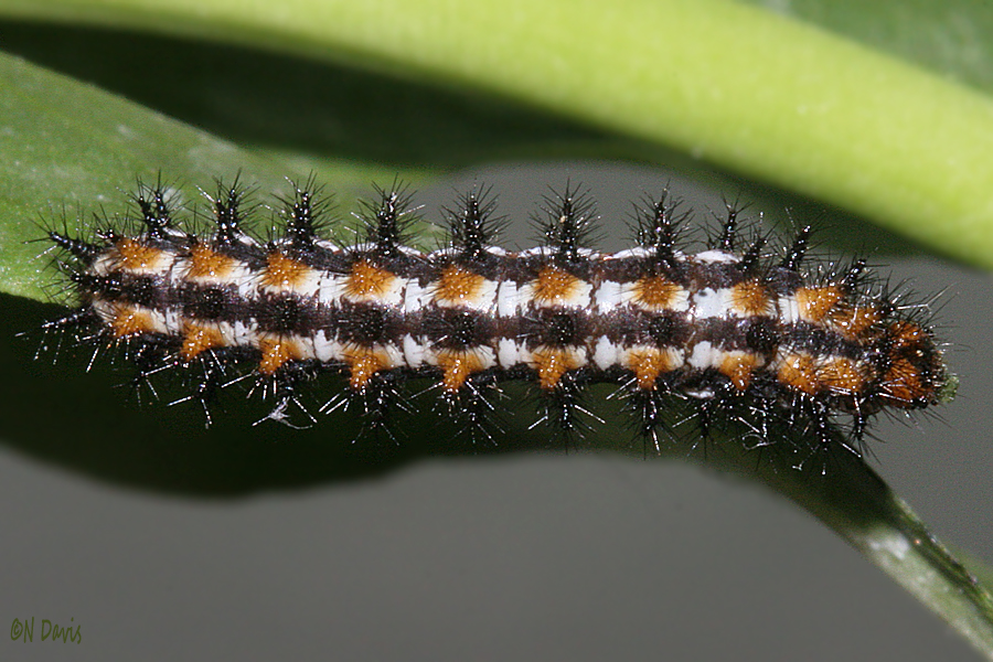 larva 1