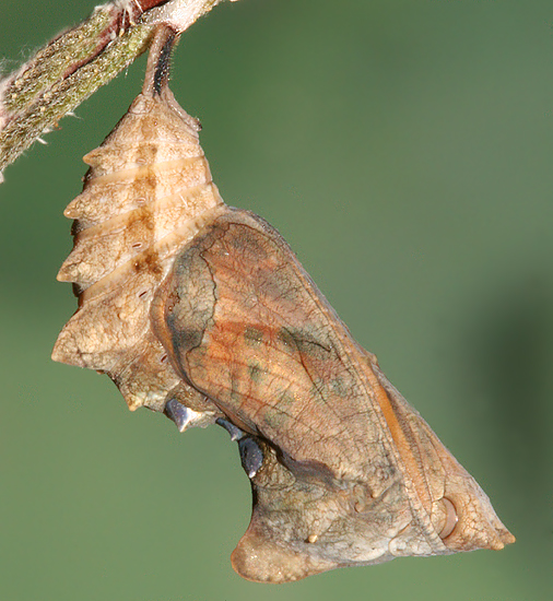 pupa 1 hour 50 minutes before butterfly
                      emerged