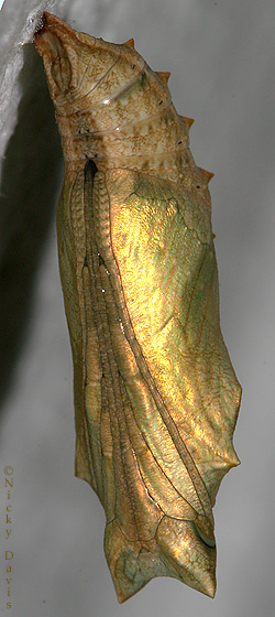 view of pupa