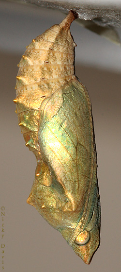 side view of pupa
