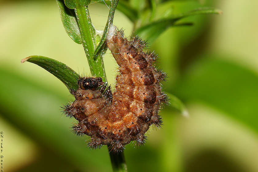 pre-pupa in "J" position to begin change to pupa