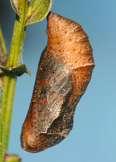 pupa the evening prior to eclosure