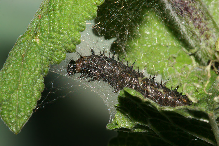 4th instar on Salvia