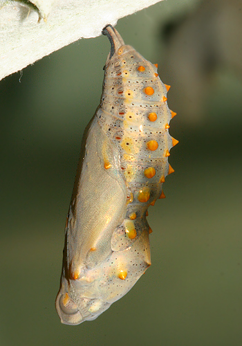 new pupa formed