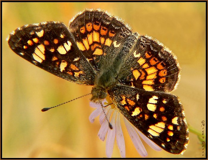 Upperside orange with black marks. Underside of forewing is yellow-brown with a yellow bar at the cell and small black patches on the inner margin. Antennal knobs are brown.