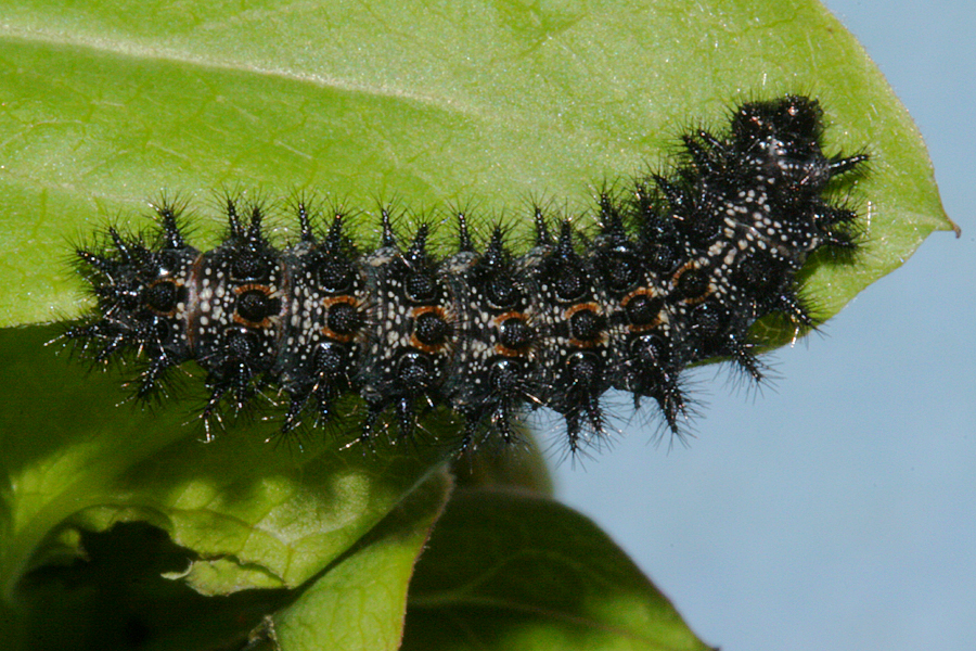 dorsal view of 5th instar