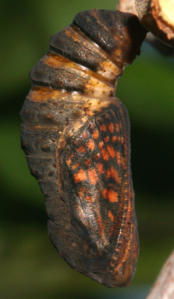 pupa 21 minutes before adult emerged