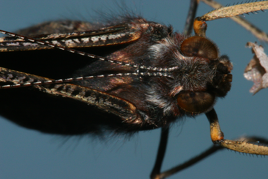 close-up of Top of Head