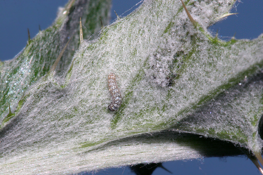 3 mm long first instar