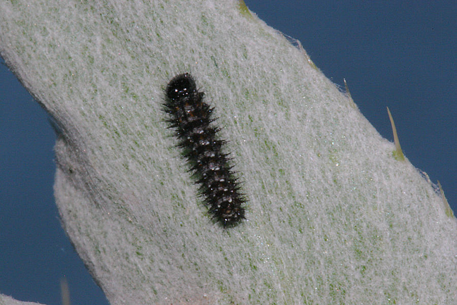 3rd instar 4 mm