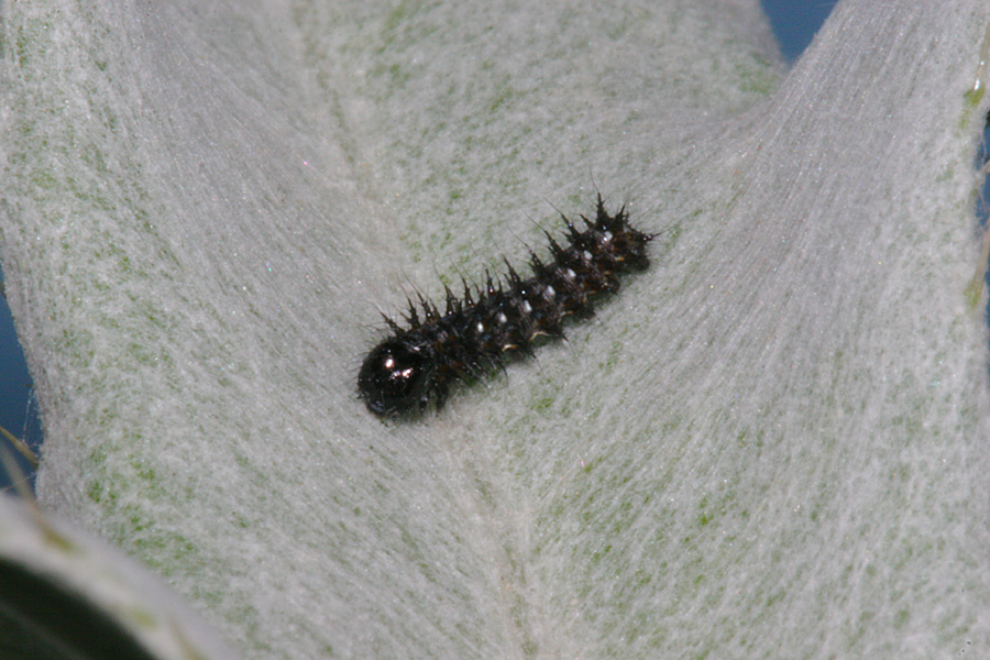 3rd instar 4 mm