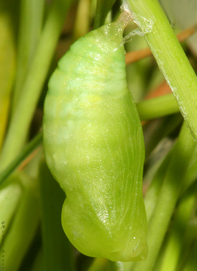 newly formed pupa