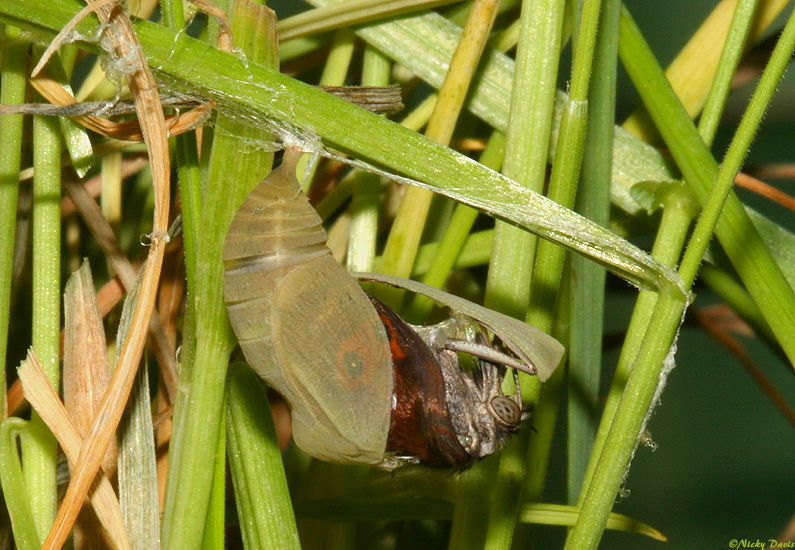 just emerging from pupa