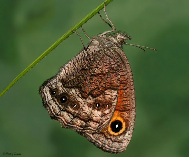 ventral view of butterfly inflating wings