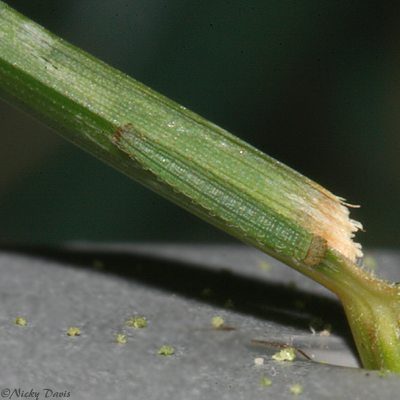 dorsal - 2nd instar
