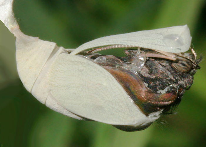 Emerging from pupa