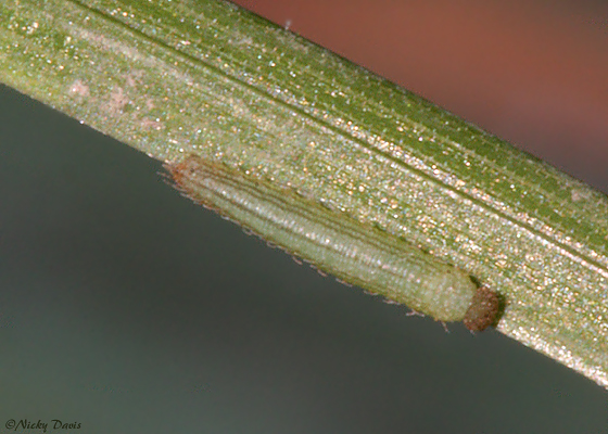 dorsal view of 1st instar