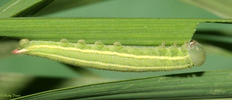 5th instar, lateral