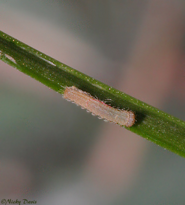 1st instar after removing from diapause on October 9