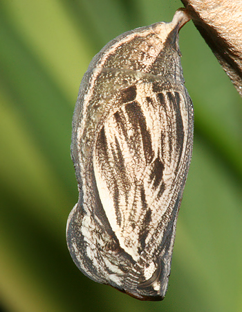 #3 pupa, lateral view