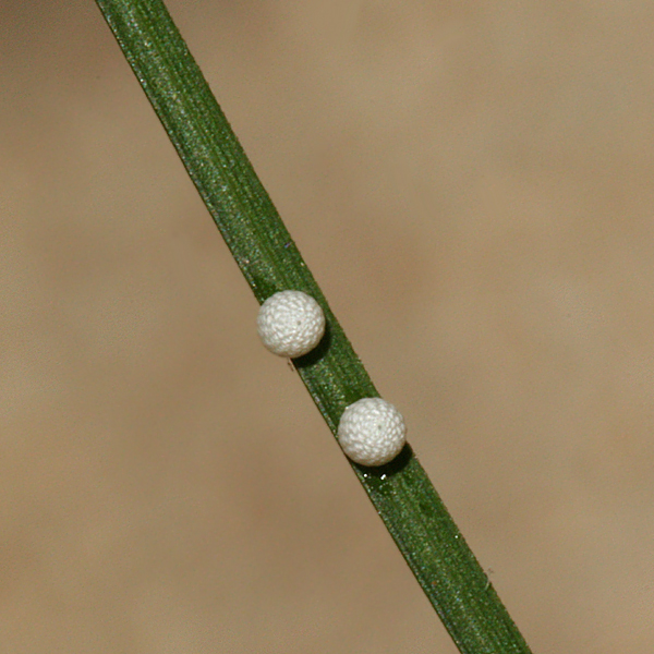 on blades of sedge