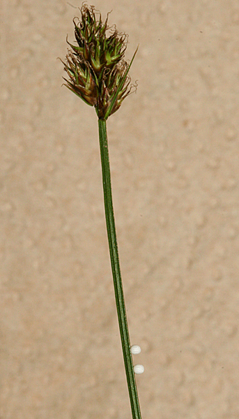 on stems