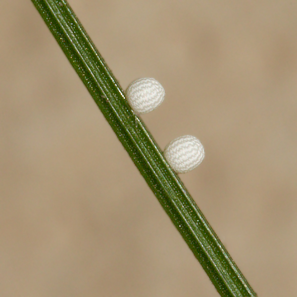 on blades of sedge