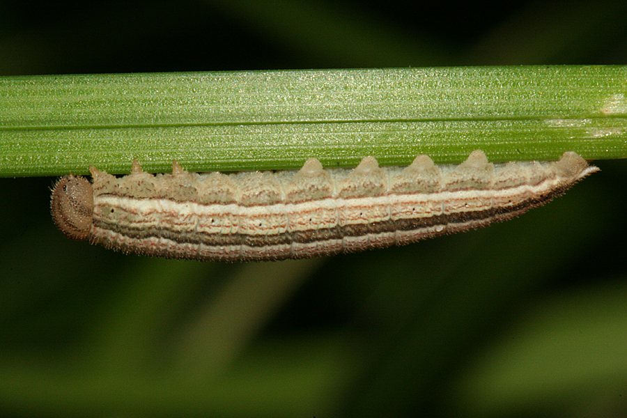 fifth instar