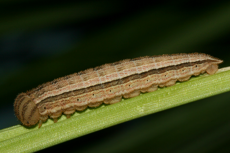 6th instar, lateral view
