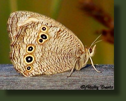 Wings are brown. Upperside of forewing has 2 large yellow-ringed eyespots. Lowerside of hindwing has a variable number of small eyespots