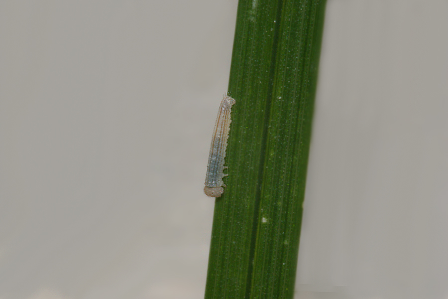 first instar after eating
