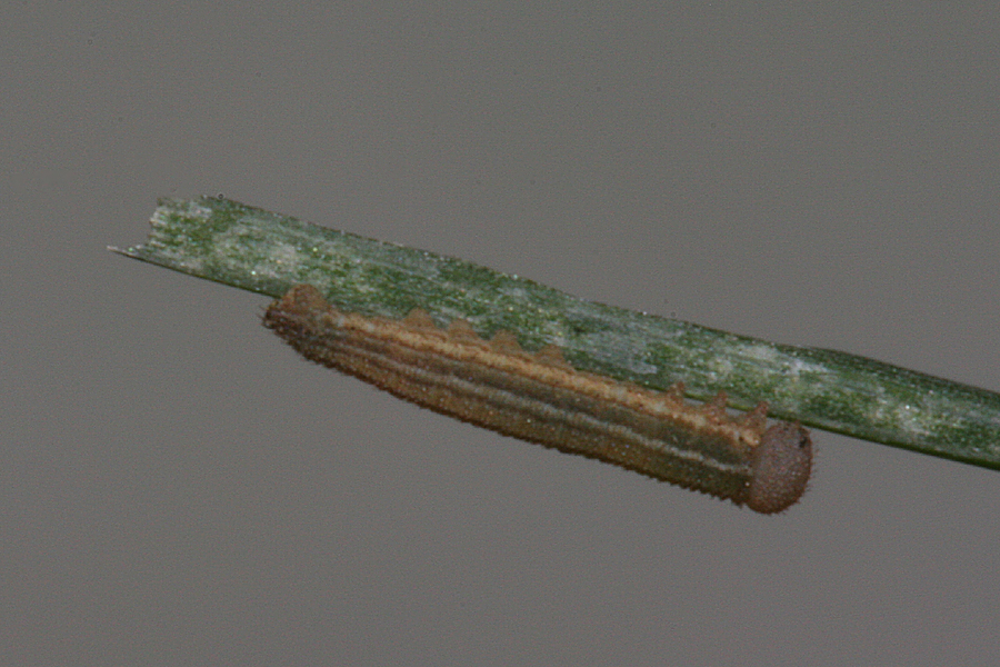 #1 2nd instar 5 mm on 5 July 2012