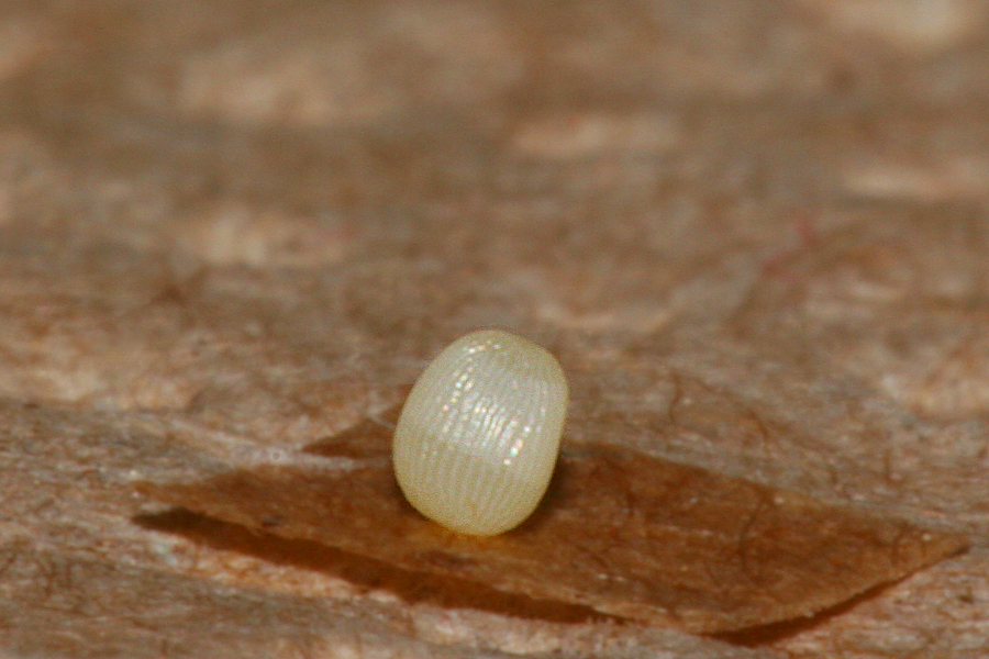 magdalena egg