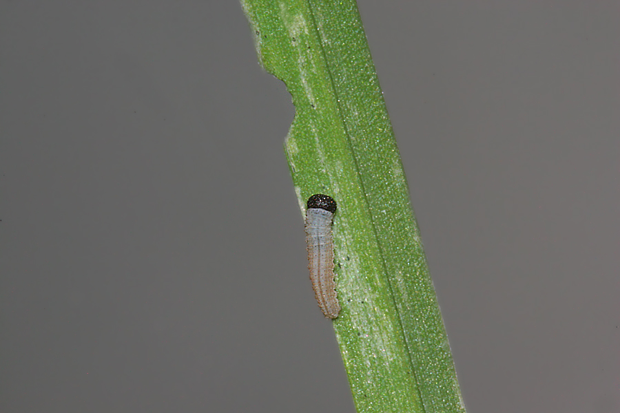 First instar hatched 14 July 2012