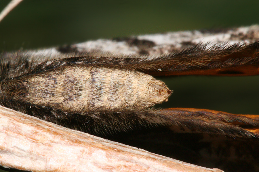 close-up of abdomen