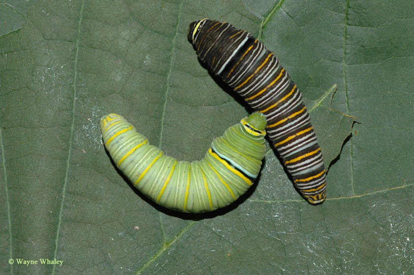 5th instar larvae