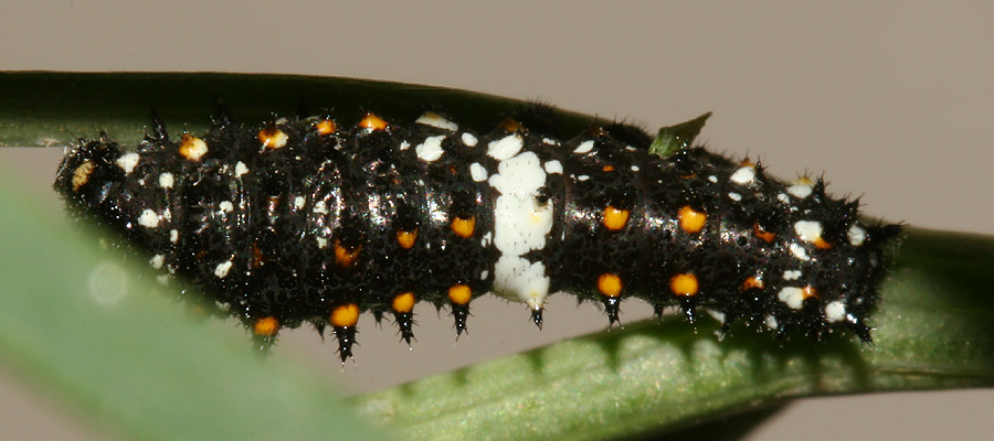 2nd larva without parasite showing